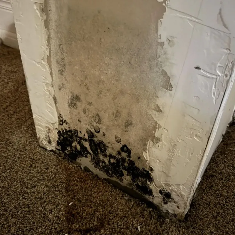 Professional Mold Removal in Clayton, CA